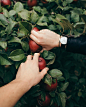 You know what they say about an apple a day. (Photo via @the.original.scout) #DanielWellington