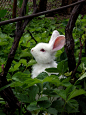 白兔子在草莓园里:)
