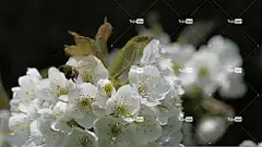 花 美丽的大自然 苹果 Mac壁纸 大自然壁纸 花卉背景 白色的