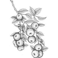四丫头与四丫头采集到插画