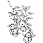 Old style drawings with plants : The serie of 7 botanical drawings in old engraving style. Designed for Redemption UK [2019]. Made by ipadPRO and Adobe Illustrator Draw. 
