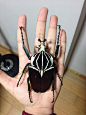 【图片】【鞘翅目】Goliathus goliatus【巨型昆虫吧】_百度贴吧