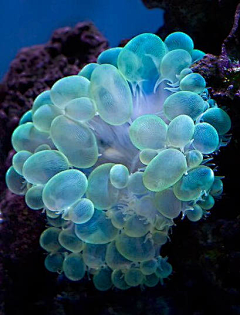 迷雾呀~采集到动物