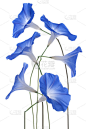 牵牛花