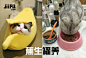 jiifll-搞笑猫表情包-蕉生罐养-娇生惯养