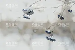 蓝莓  - 源文件下载【酷图网】背景,壁纸,简洁,安静,商业,蓝莓
