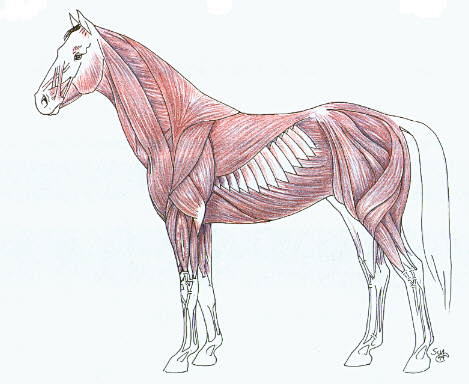 3d动物素材 马的肌肉 骨骼结构图 - 贴图及素材 - 游艺网|game798|-游