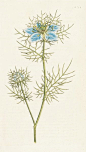 Nigella damascena. Garden Fennel-flower - Sydenham Teast Edwards - Kew Gardens Botanical Prints - Kew Botanical Prints