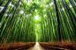 [如梦如幻！世界上10条最美树隧道] 嵯峨野竹林位于日本京都的国家指定古迹——岚山。上图中的小径长约500米，从日本国内最著名的竹林中穿过，也难怪日本文化厅会将岚山誉为“风光秀美”之地。驻足在竹林中，你可以听到风吹过竹叶发出的天籁之音，这一声音也被评为日本100种最值得保留的声音之一。阿伯格拉斯尼宅邸被视为英国最美丽的花园所在，早在15世纪，这里就启发着写作者的灵感。紫杉隧道常被认为是18世纪时居住在此的戴尔（Dyer）家族所种植，后来人们用了9年的时间进行修剪，才使其恢复到......