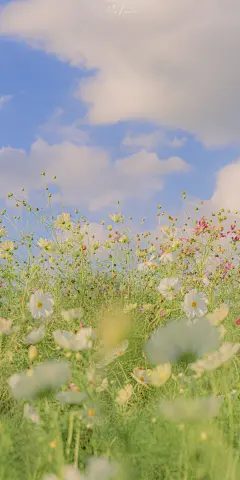欢愉且胜意，万事皆可期   #风景手机壁纸