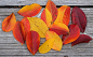 秋季调色板, 绉紫薇叶子, 绉紫薇, 叶子, 植物, 自然, 秋, 秋天, 红色