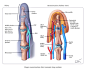 Distal brachial artery perforator (DBAP) flap