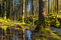 Eirik Sørstrømmen在 500px 上的照片Forest Reflections