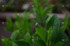 金龟子，孤子甲虫，叶甲，鞘翅目，金龟子科。