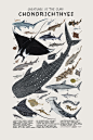 sosuperawesome: Animal Species Illustration... / millenium falcon : sosuperawesome:
“Animal Species Illustration Posters by Kelsey Oseid on Etsy
More like this
”
Favorite post ever.