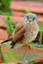 Lesser Kestrel