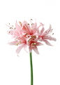 花-png