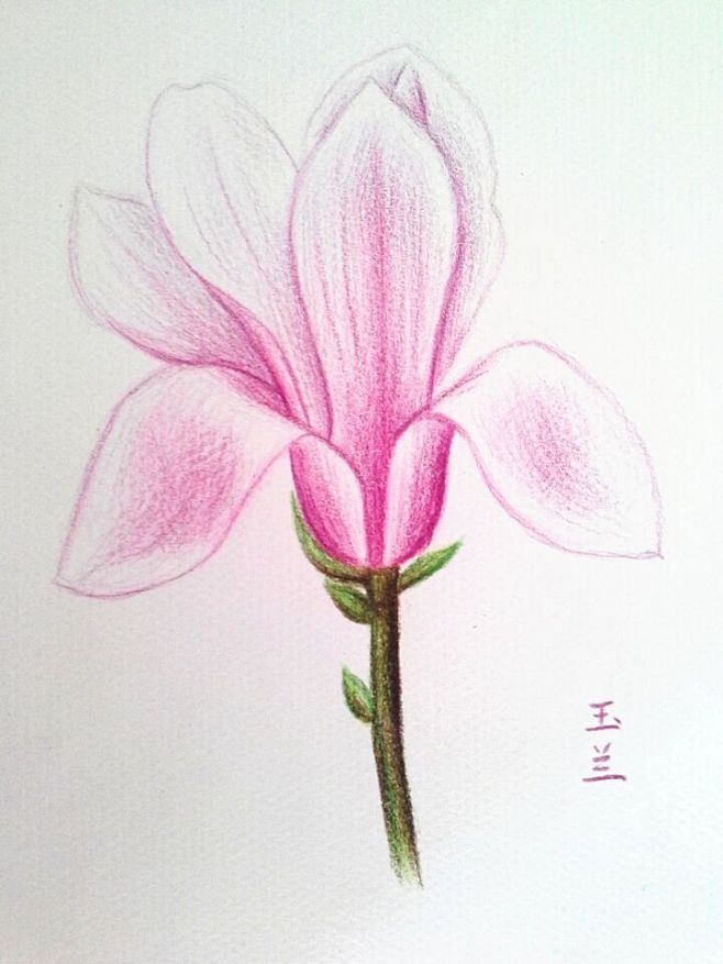 玉兰-凌冰_花卉_涂鸦王国插画