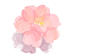 简单美丽的花❀❀❀