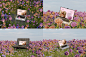 时尚自然春天花卉手机电脑App网页设计提案展示样机模板 Blossom Spring Mockup Bundle