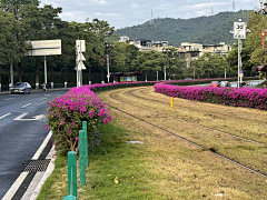 塑料袋米粥采集到植物灌木地被