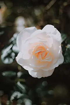 玫瑰花高清摄影素材