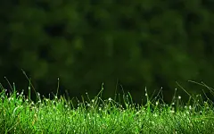 好看的绿色植物壁纸