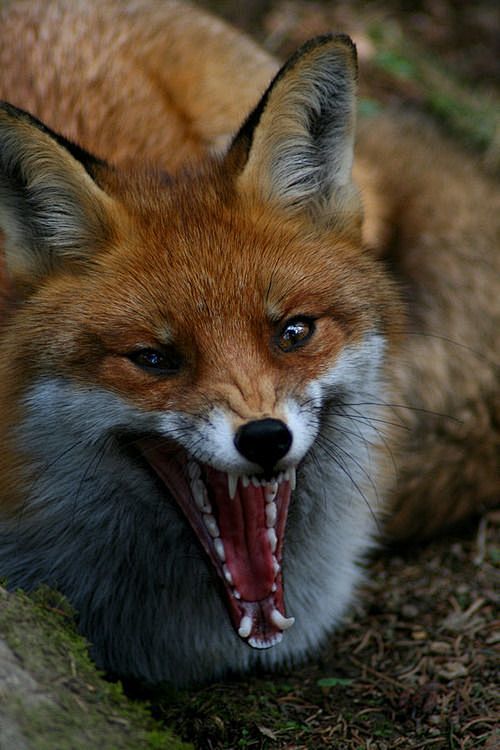 【第43期】Hi，Fox！