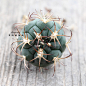 Gymnocalycium saglionis【新天地】仙人掌科裸萼球属，圆圆的球体颜色暗绿，新生的刺呈现红褐色。春天在接近球顶的刺座上，会绽开淡粉色的钟状花，最好用排水透气好的专用颗粒土种植。并在土干透后浇水。请充分给予日照。但夏天要避开正午烈日。冬季要适当保温，充分日晒，并减少浇水，保持土壤干燥。