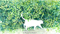 Midori Yamada 山田绿 插画作品
