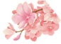 ◉◉【微信公众号：xinwei-1991】整理分享  @辛未设计     ⇦了解更多。背景素材PS素材底纹素材PNG素材植物素材花卉素材绿植素材透明设计素材免扣素材绿植花朵鲜花素材 (974).png