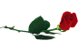 植物动物花卉玫瑰花朵花束捧花一朵素材元素免抠png背景图片