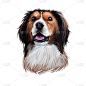 Kooikerhondje, Kooiker狗数字艺术插图孤立在白色背景。荷兰血统的运动多功能枪狗。