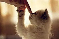 ☆!、cute、cat、可爱 萌 宝贝 宠物 猫 狗 喵 兔子 仓鼠 小动物、猫咪
