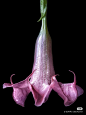 紫花曼陀罗