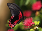 beautiful butterfly高清晰微距摄影-蝴蝶kevin741963的图片墙-搜狐相册