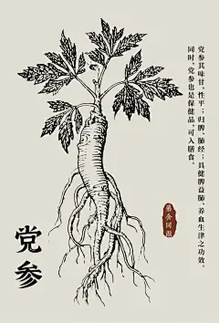 三七、灵芝、半夏、党参线稿图海报！ - 小红书