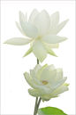 Two White Lotus Flowers