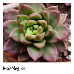 莹莹鲁的多肉名片