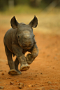 Kapela, the rhino calf (by animalrescueblog)