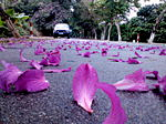 ufzha采集到自驾在最美的紫荆花大