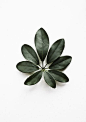 leaves, floral shape: 