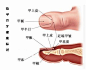 【图】健康人的拇指必须有月牙，食指和中指应该有月牙，无名指..._云知道2013的收集_我喜欢网