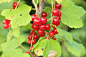 red-berries-5836067_1280