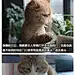 喵星人的逻辑大概就是这样子[1P]_快乐麻花