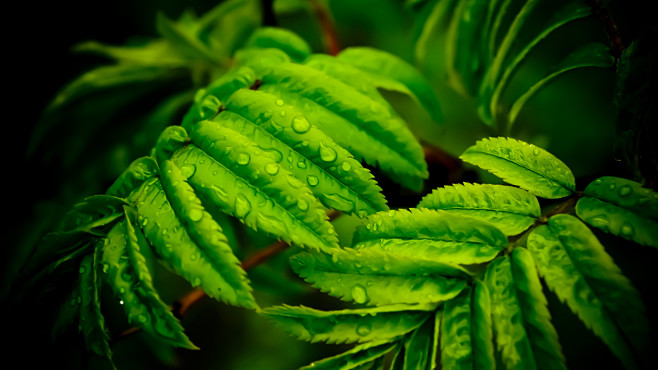 植物、绿色植物、生命力