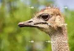 鸵鸟 鸟 动物 喙 平胸 全高清壁纸 关闭 鸵鸟养殖场 肖像