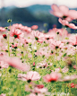 meadow of cosmos: 