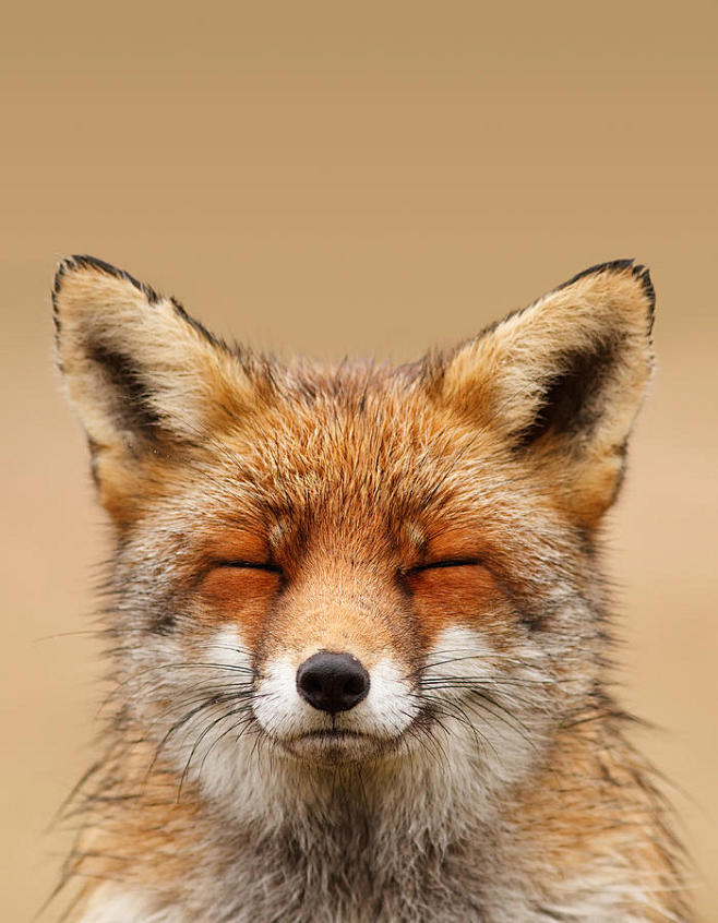 Fox Photograph - Zen...