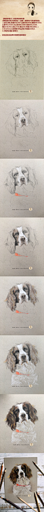 一只忧郁帅气的【西班牙猎犬】彩铅手绘过程图附材料单。